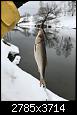     . 

:	IMG_0992.jpg 
:	1164 
:	523.7  
ID:	138616
