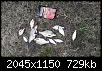     . 

:	20200418_114509.jpg 
:	609 
:	728.7  
ID:	163916