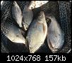    . 

:	6edf8294-2efe-4370-908b-31d585a021c8.jpg 
:	590 
:	156.6  
ID:	164243