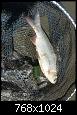     . 

:	f96016b3-a1a0-4db8-ac9c-5068f90d0fc1.jpg 
:	383 
:	180.2  
ID:	165601