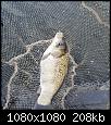     . 

:	240885152_4213194135423518_4758183700524101047_n.jpg 
:	660 
:	208.3  
ID:	173545