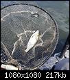     . 

:	240972026_4213194158756849_2107507340044068776_n.jpg 
:	661 
:	216.7  
ID:	173547