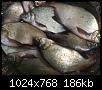     . 

:	de9f56af-b036-47c8-8423-e263a2874ceb.jpg 
:	643 
:	186.4  
ID:	173821