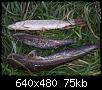    . 

:	2007, 009.jpg 
:	1997 
:	74.7  
ID:	21738