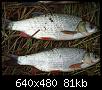     . 

:	2007, 273.jpg 
:	1380 
:	80.5  
ID:	21748