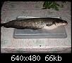     . 

:	2007, 020.jpg 
:	1530 
:	66.3  
ID:	21749