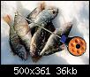     . 

:	fishs.jpg 
:	986 
:	36.3  
ID:	3267