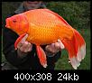     . 

:	Gold_fish.JPG 
:	281 
:	24.1  
ID:	53020