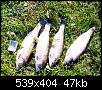     . 

:	forel.jpg 
:	1281 
:	46.8  
ID:	566