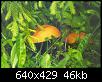     . 

:	mushroomsstr.jpg 
:	1216 
:	45.9  
ID:	714