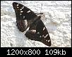     . 

:	бабочка.jpg 
:	224 
:	109.0  
ID:	82387