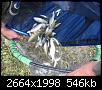     . 

:	IMG_0229[1].jpg 
:	522 
:	546.0  
ID:	83135