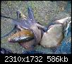     . 

:	IMG_20131008_190534.jpg 
:	615 
:	585.7  
ID:	86253