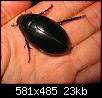     . 

:	beetle.jpg 
:	853 
:	23.2  
ID:	9952
