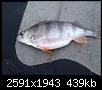     . 

:	IMG_20150321_181650.jpg 
:	526 
:	438.8  
ID:	99622
