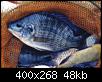     . 

:	telyapia.jpg 
:	1466 
:	48.1  
ID:	8830