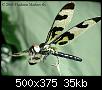     . 

:	celithemis_fasciata1871.jpg 
:	634 
:	35.1  
ID:	11761