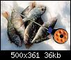     . 

:	fishs.jpg 
:	981 
:	36.3  
ID:	3267