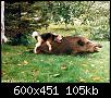     . 

:	dog&pig.jpg 
:	1505 
:	105.2  
ID:	1653