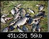     . 

:	carps.jpg 
:	965 
:	55.6  
ID:	28