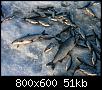     . 

:	fish.jpg 
:	843 
:	51.0  
ID:	3776