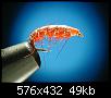     . 

:	Flexi-Shrimp.jpg 
:	578 
:	48.6  
ID:	11727