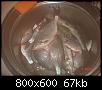     . 

:	fish2.JPG 
:	1037 
:	67.3  
ID:	16243