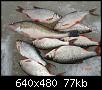     . 

:	fish1 [640x480].JPG 
:	2295 
:	77.3  
ID:	16244