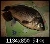     . 

:	crucian.jpg 
:	601 
:	94.3  
ID:	39280