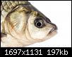     . 

:	20161117094542_fish.jpg 
:	249 
:	197.2  
ID:	130763