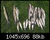     . 

:	CRW_3974_resize_resize.jpg 
:	906 
:	88.0  
ID:	12233