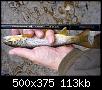     . 

:	fine-mode-330-trout-2.jpg 
:	168 
:	112.7  
ID:	163583