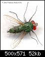     . 

:	the_fly3.jpg 
:	627 
:	52.1  
ID:	11768