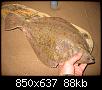     . 

:	fish_4.jpg 
:	1076 
:	88.1  
ID:	4040