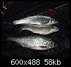     . 

:	fish.jpg 
:	1623 
:	58.5  
ID:	828