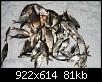     . 

:	CRW_4777_resize.jpg 
:	867 
:	81.2  
ID:	13925