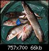     . 

:	fish.jpg 
:	1066 
:	66.0  
ID:	6164