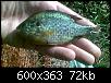     . 

:	fish.jpg 
:	422 
:	71.7  
ID:	32333