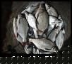     . 

:	2007, 270.jpg 
:	1399 
:	71.7  
ID:	21747