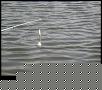 IMG 0452