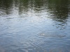 IMG_5349