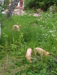 PICT0055.JPG
