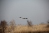 IMG_7734