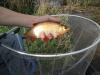 Scardinius erythrophtalmus