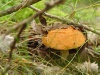 mushroom_close