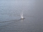 _DSC7254.jpg