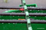 DSC_9976.NEF.jpg