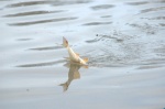DSC_7535.jpg