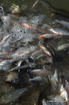 DSC_9494.NEF.jpg