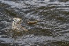 IMG_1368